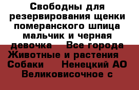 Свободны для резервирования щенки померанского шпица мальчик и черная девочка  - Все города Животные и растения » Собаки   . Ненецкий АО,Великовисочное с.